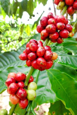 Ağaçta olgunlaşan kahve çekirdekleri