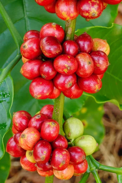 Grãos de café amadurecendo em uma árvore — Fotografia de Stock
