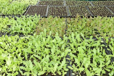 Renkli resmi fidan tencere