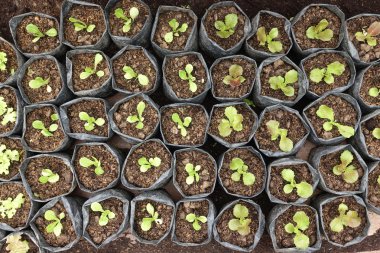 Fidan sebze tepsisi üzerinde