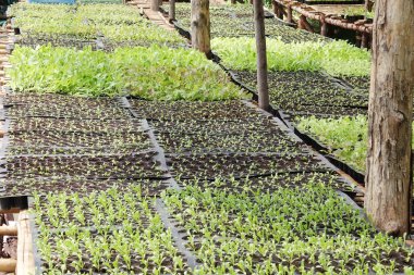 Fidan sebze tepsisi üzerinde