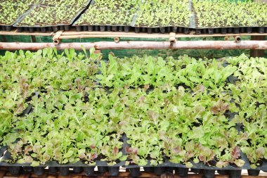 Renkli resmi fidan tencere