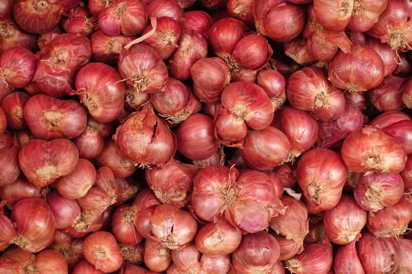 Shallot onions a group — Stock Photo, Image