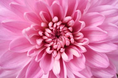 Arkaplan için çiçek dalyasını kapat