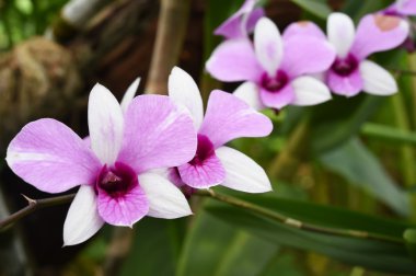 Orkide Çiçek bahçesinde yakın çekim