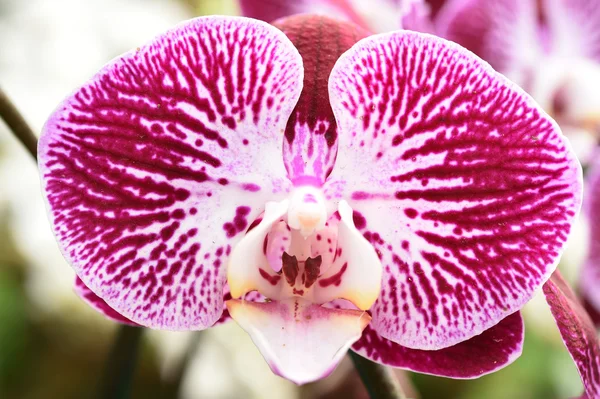 Schöne lila Orchidee im Garten — Stockfoto