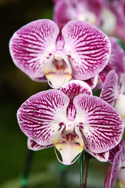 Schöne lila Orchidee im Garten — Stockfoto