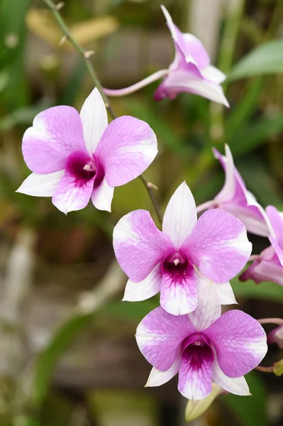 Nahaufnahme einer Orchideenblume im Garten — Stockfoto