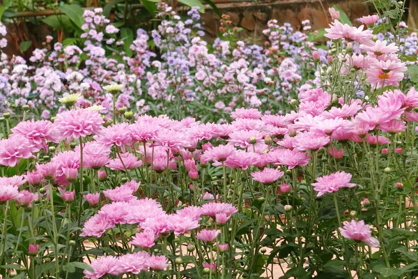 Beautiful dahlia in the garden — Stock Photo, Image