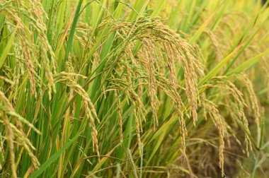 pirinç çeltik alanı olgunlaşma