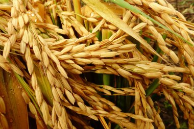 pirinç çeltik alanı olgunlaşma