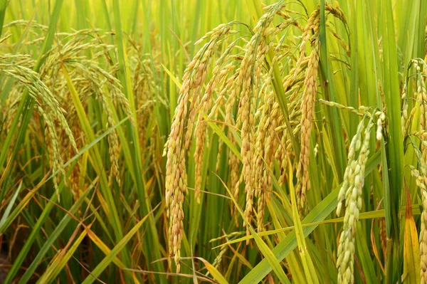Дозрілий рис в пелюстковому полі — стокове фото