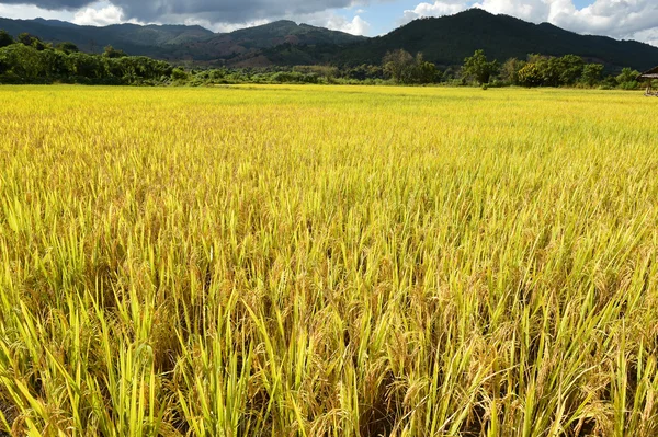 Pirinç tarlaları güzel manzara — Stok fotoğraf