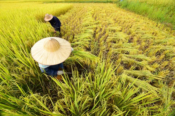 Agricultores que colhem arroz no campo de arroz — Fotografia de Stock