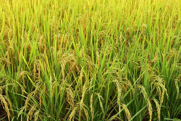 Amadurecendo o arroz em um campo de arroz — Fotografia de Stock