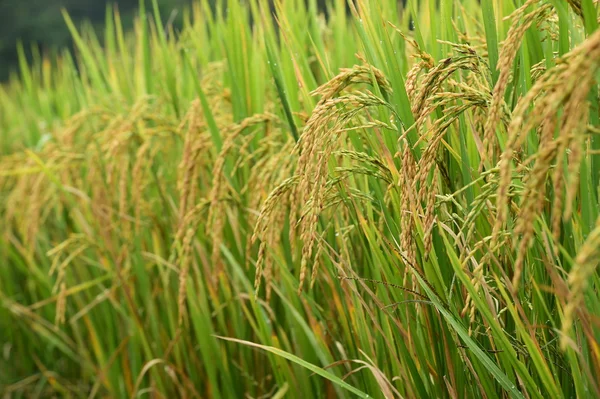 Mûrissement du riz dans une rizière — Photo