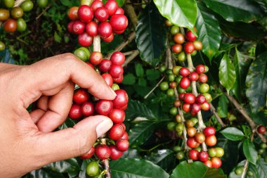 el yakından tutmak kahve çekirdekleri