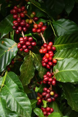 Ağaçta olgunlaşan kahve çekirdekleri