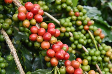 Ağaçta olgunlaşan kahve çekirdekleri