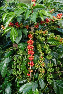 Ağaçta olgunlaşan kahve çekirdekleri