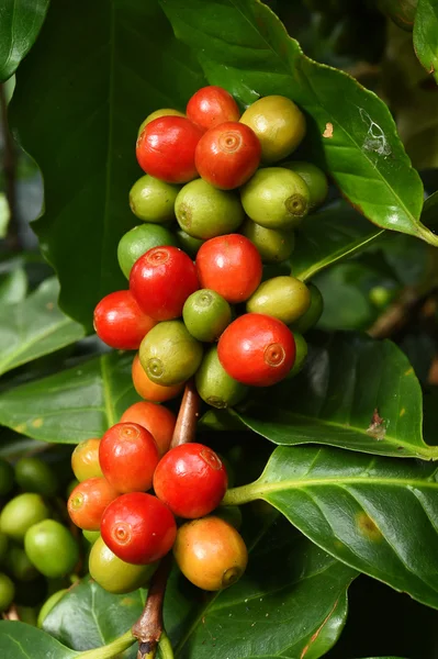 Granos de café madurando en un árbol —  Fotos de Stock