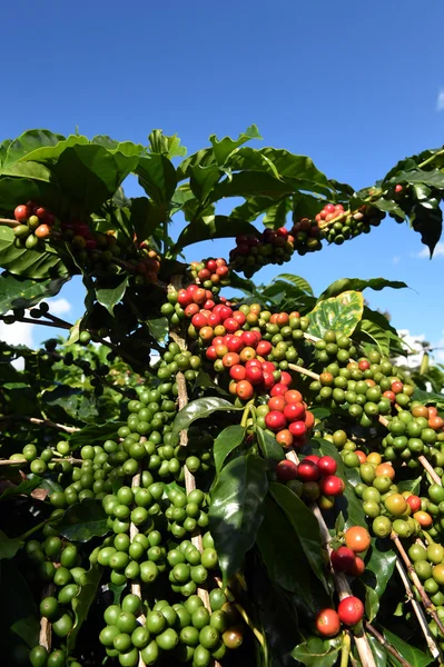 Ziarna kawy dojrzewające na drzewie — Zdjęcie stockowe