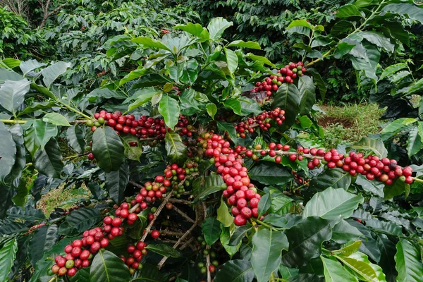 Granos de café madurando en un árbol —  Fotos de Stock