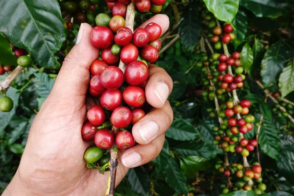 Feijão maduro pronto para a colheita — Fotografia de Stock