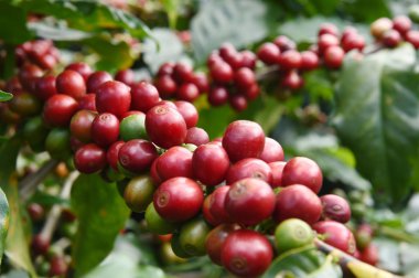 Ağaçta olgunlaşan kahve çekirdekleri