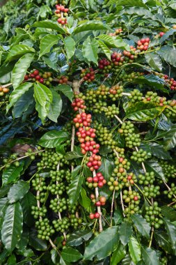 Ağaçta olgunlaşan kahve çekirdekleri