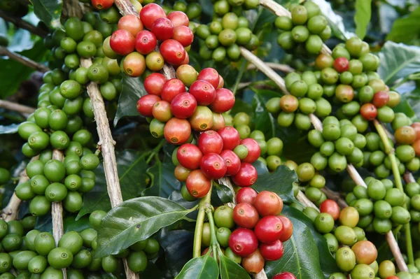 Granos de café madurando en un árbol —  Fotos de Stock