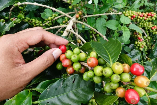 Fechar a mão manter grãos de café — Fotografia de Stock