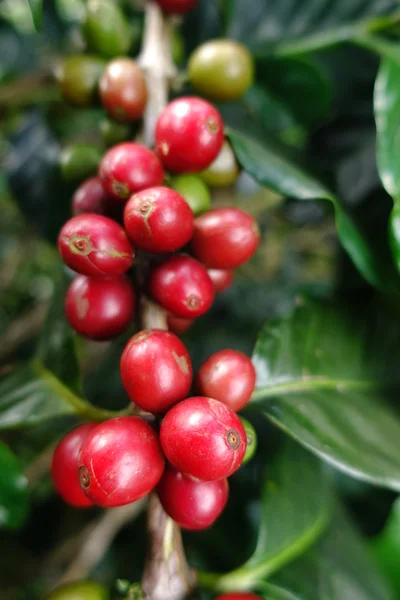 Kaffebönor som mognar på ett träd — Stockfoto