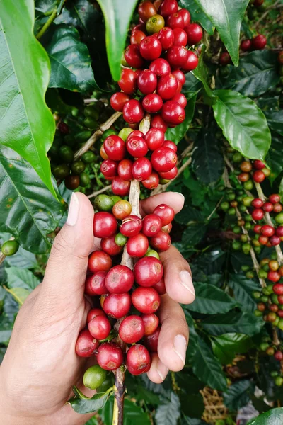 Ripe beans ready for harvest — Stock Photo, Image