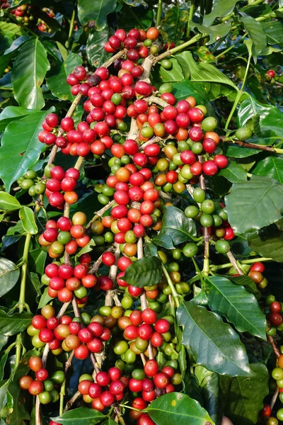 Granos de café madurando en un árbol —  Fotos de Stock