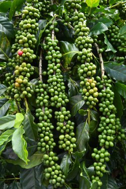 Köküne yeşil kahve.