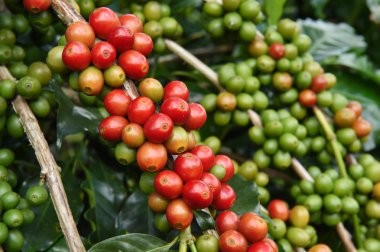 Ağaçta olgunlaşan kahve çekirdekleri