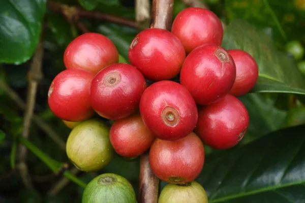 Granos de café madurando en un árbol —  Fotos de Stock