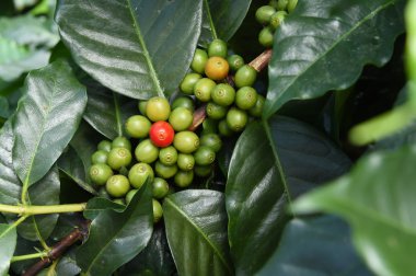 Köküne yeşil kahve.