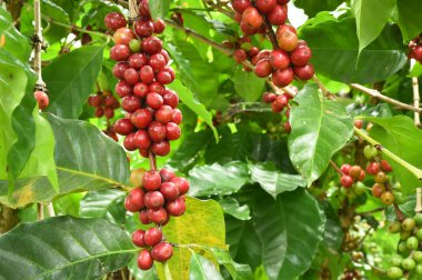 Ağaçta olgunlaşan kahve çekirdekleri