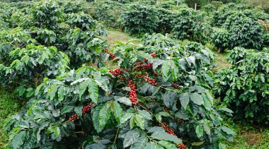 Ağaçta olgunlaşan kahve çekirdekleri