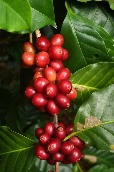 Granos de café madurando en un árbol —  Fotos de Stock