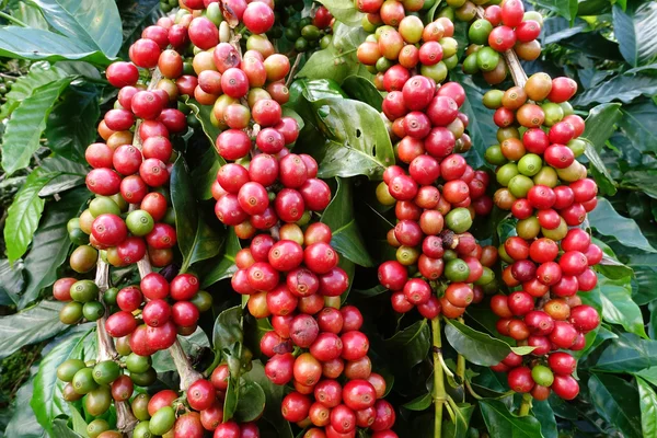 Grains de café mûrissant sur un arbre — Photo