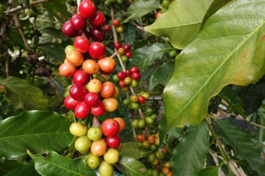 Ağaçta olgunlaşan kahve çekirdekleri