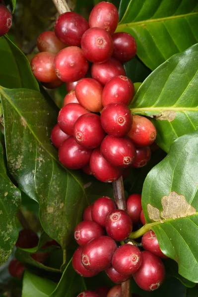 Granos de café madurando en un árbol —  Fotos de Stock