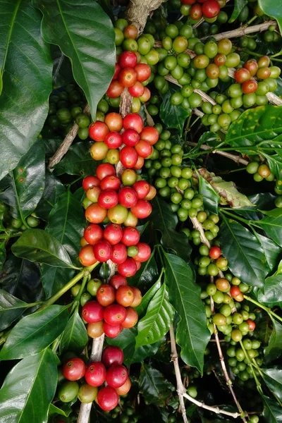 Grãos de café amadurecendo em uma árvore — Fotografia de Stock