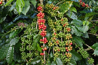Coffee beans ripening on a tree clipart