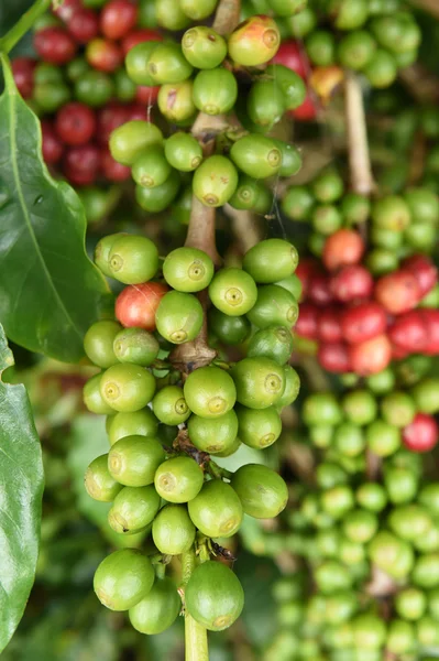 Granos de café madurando en un árbol —  Fotos de Stock