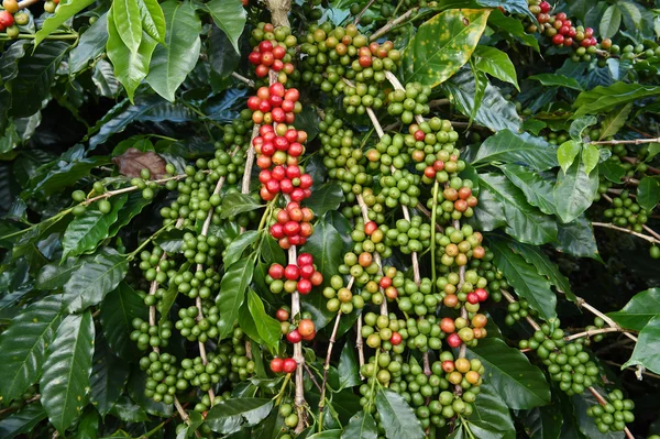 Coffee beans ripening on a tree — Stock Photo, Image