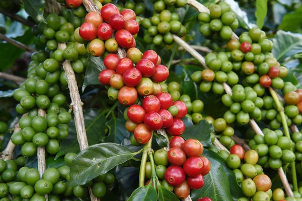 Granos de café madurando en un árbol —  Fotos de Stock